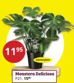 Tuinland Monstera Deliciosa aanbieding