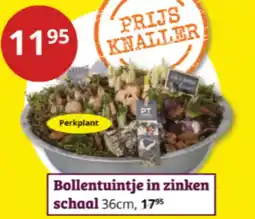 Tuinland Bollentuintje in zinken schaal aanbieding