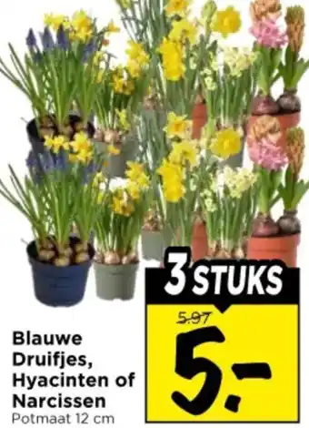 Vomar Voordeelmarkt Blauwe Druifjes, Hyacinten of Narcissen aanbieding