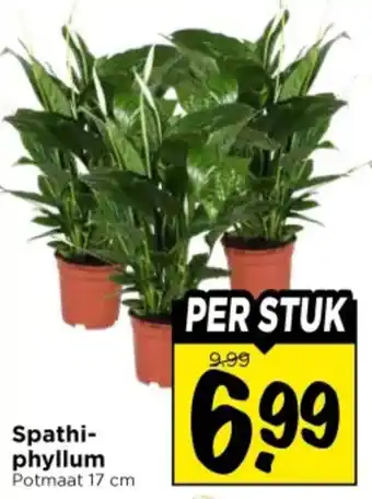Vomar Voordeelmarkt Spathi- phyllum aanbieding
