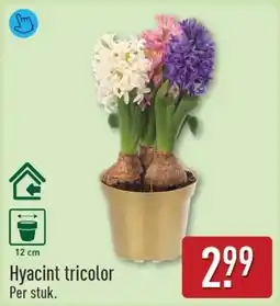 ALDI Hyacint tricolor aanbieding