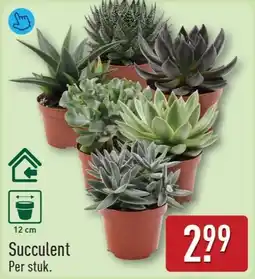 ALDI Succulent aanbieding