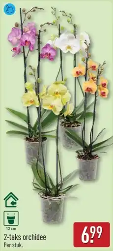ALDI 2-taks orchidee aanbieding