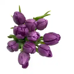 Albert Heijn AH Tulp wit paars aanbieding