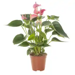 Albert Heijn AH Anthurium roze en wit p14 aanbieding