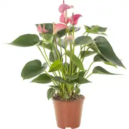 Albert Heijn AH Anthurium roze en wit p14 aanbieding