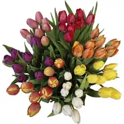 Albert Heijn AH Tulp oranje Hollands aanbieding