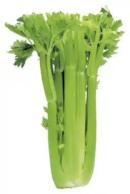 PLUS PLUS Bleekselderij aanbieding