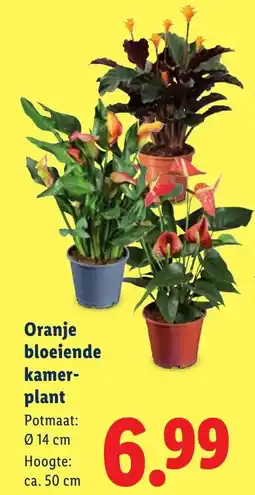 Lidl Oranje bloeiende kamer- plant aanbieding