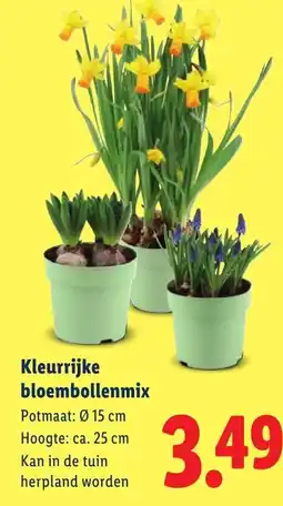 Lidl Kleurrijke bloembollenmix aanbieding