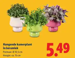 Lidl Hangende kamerplant in keramiek aanbieding