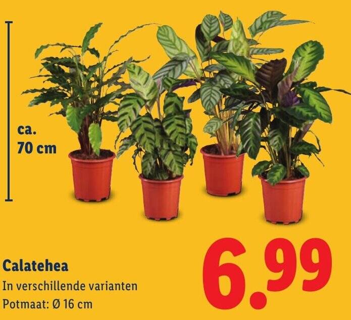 Calatehea 0.16 cm aanbieding bij Lidl