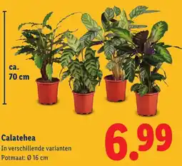 Lidl Calatehea aanbieding