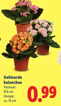 Lidl Gekleurde Kalanchoe aanbieding