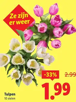 Lidl Tulpen aanbieding