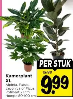 Vomar Voordeelmarkt Kamerplant XL aanbieding
