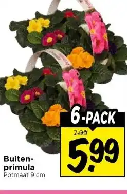 Vomar Voordeelmarkt Buiten- primula aanbieding