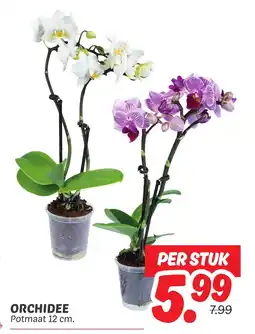 Dekamarkt Orchidee aanbieding