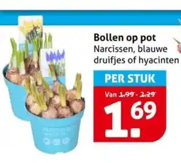 Hoogvliet Bollen op pot aanbieding