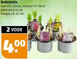 Poiesz Bollenmix aanbieding