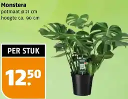 Poiesz Monstera aanbieding