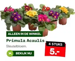 Welkoop Primula Acaulis aanbieding