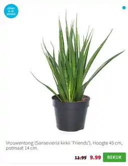 Intratuin Vrouwentong Sansevieria kirkii ‘Friends aanbieding