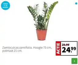 Intratuin Zamioculcas zamiifolia. aanbieding