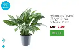 Intratuin Aglaonema Maria aanbieding