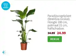 Intratuin Paradijsvogelplant Strelitzia nicolai aanbieding