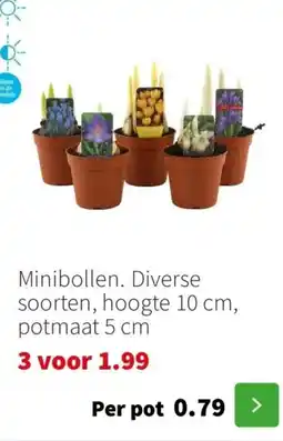 Intratuin Minibollen. aanbieding