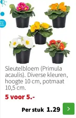 Intratuin Sleutelbloem Primula acaulis aanbieding