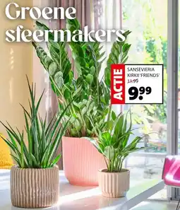 Intratuin Sansevieria kirkii friends aanbieding