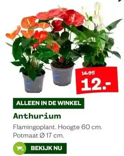 Welkoop Anthurium aanbieding