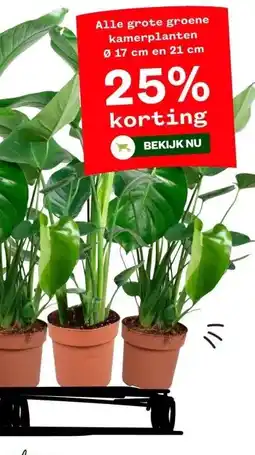 Welkoop Alle grote groene kamerplanten aanbieding