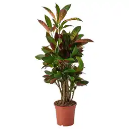 IKEA Codiaeum Plant, croton, 21 cm aanbieding