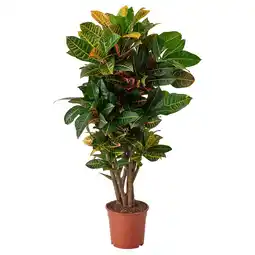IKEA Codiaeum Plant, croton, 24 cm aanbieding