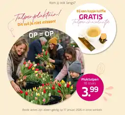 Coppelmans Pluktulpen 10 stuks aanbieding