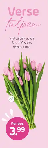 Coppelmans Verse tulpen aanbieding