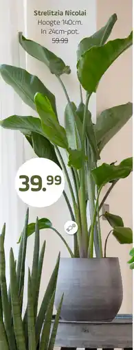 Coppelmans Strelitzia Nicolai aanbieding