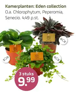 Coppelmans Kamerplanten: Eden collection aanbieding