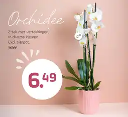 Coppelmans Orchidee aanbieding