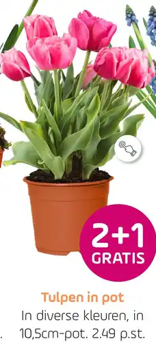 Coppelmans Tulpen in pot aanbieding