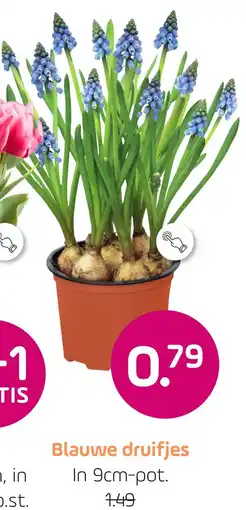 Coppelmans Blauwe druifjes aanbieding