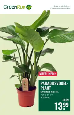 GroenRijk Paradijsvogel plant aanbieding