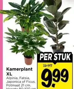 Vomar Voordeelmarkt Kamerplant XL aanbieding