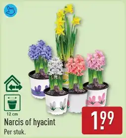 ALDI Narcis of hyacint aanbieding