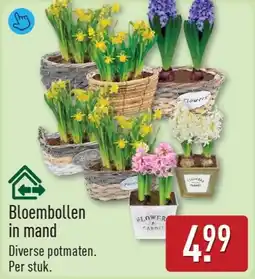 ALDI Bloembollen in mand aanbieding
