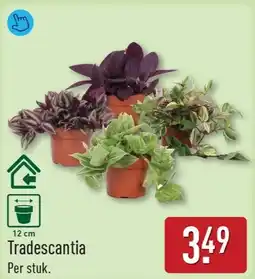 ALDI Tradescantia aanbieding
