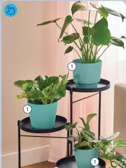 ALDI Belavi bloempot aanbieding